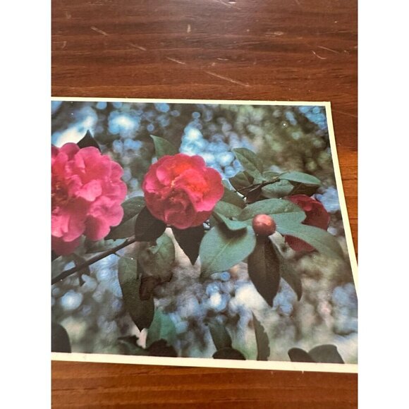 Vintage Butterfly Wings Camellia Postcard – Descanso Gardens, La Cañada Flintrid - Picture 3 of 10